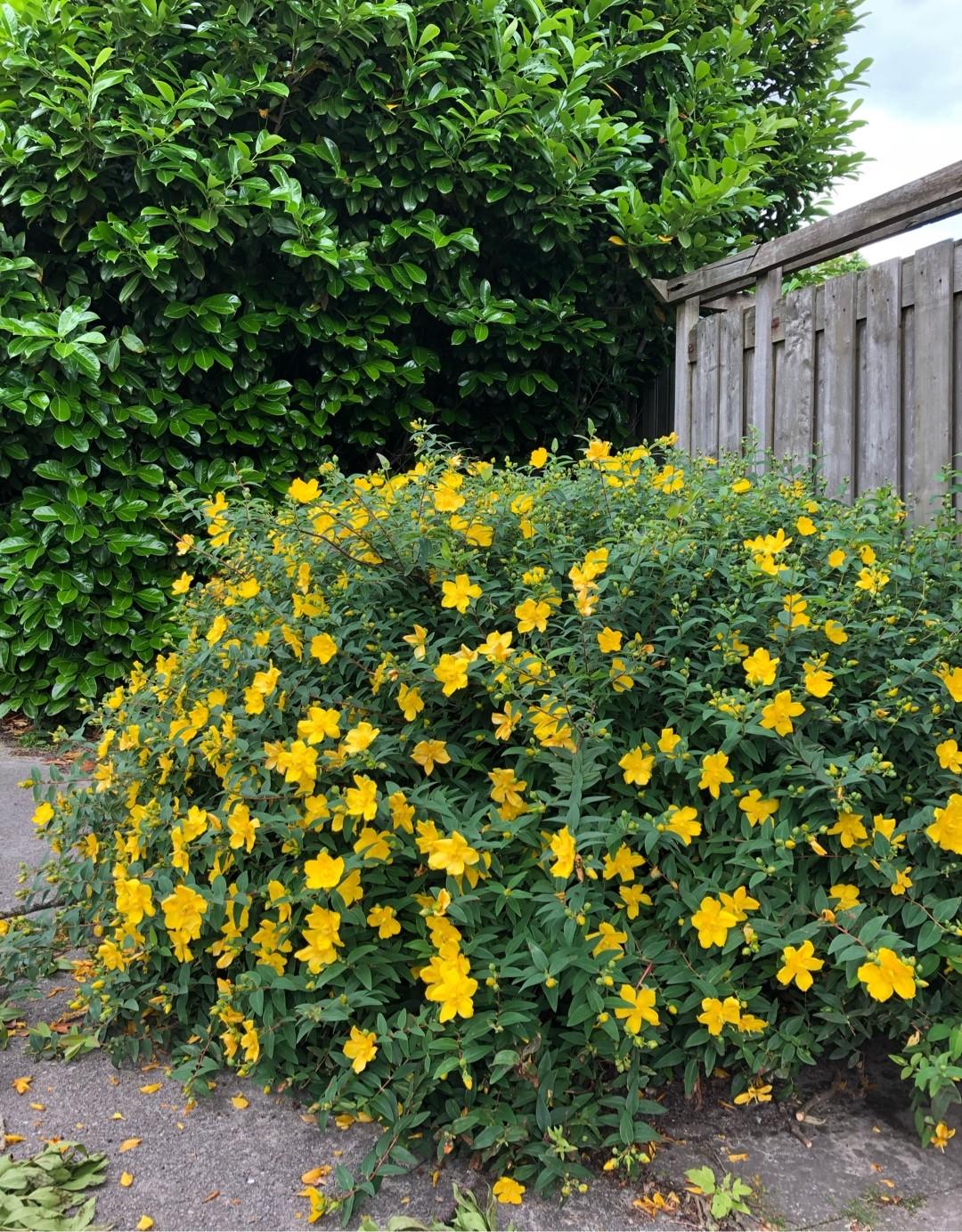 Hypericum Hidcote - View 4 from www redcrocus com