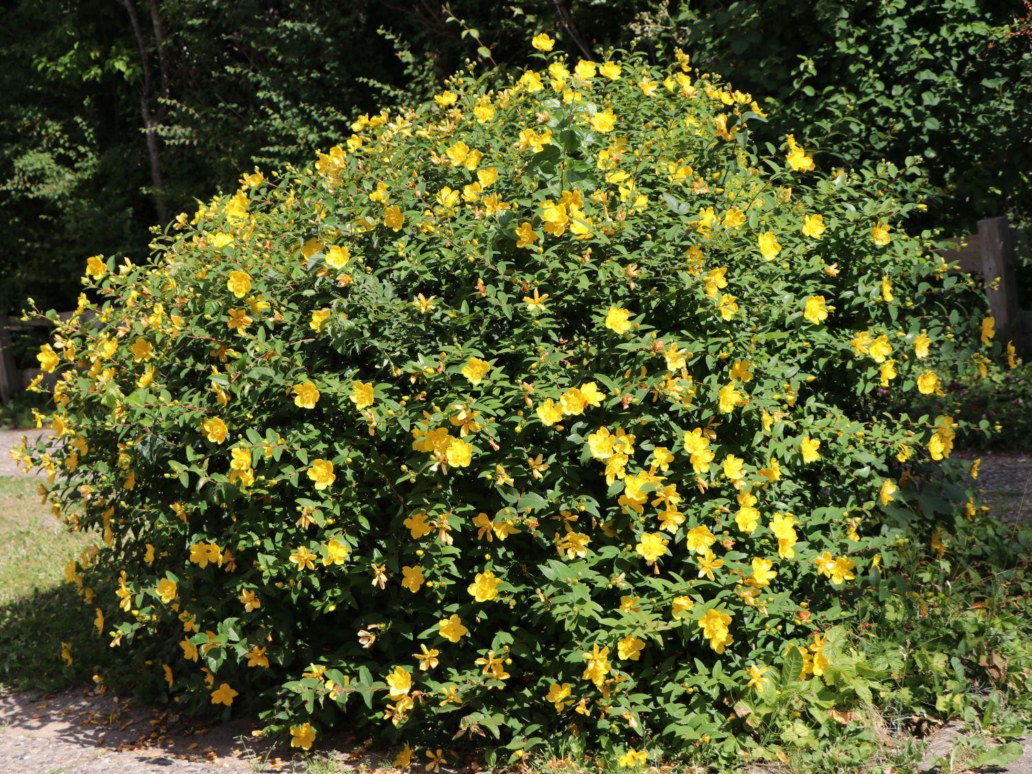 Hypericum Hidcote - View 5 from www redcrocus com