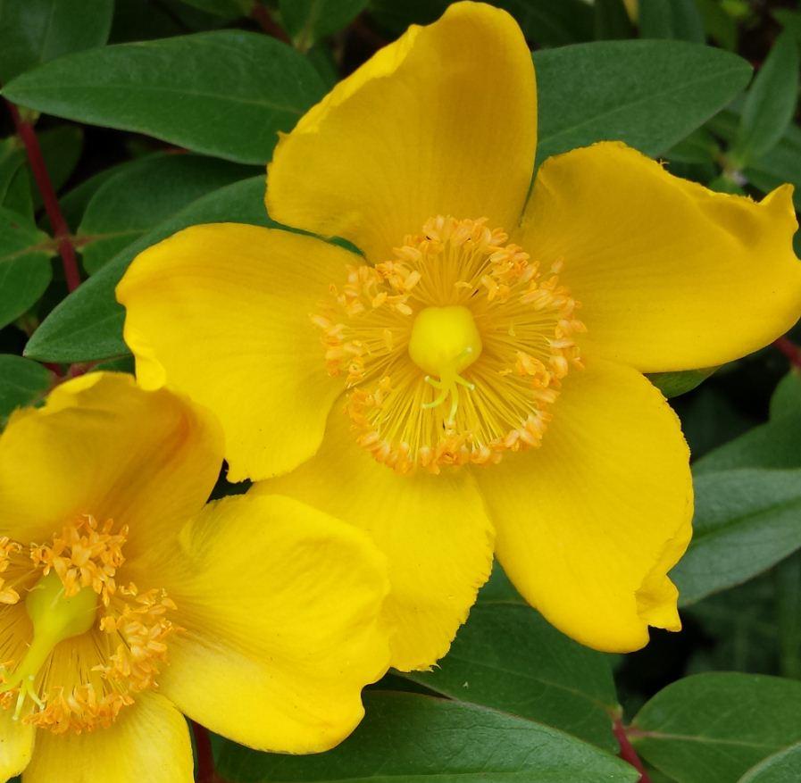 Hypericum Hidcote - View 6 from www redcrocus com
