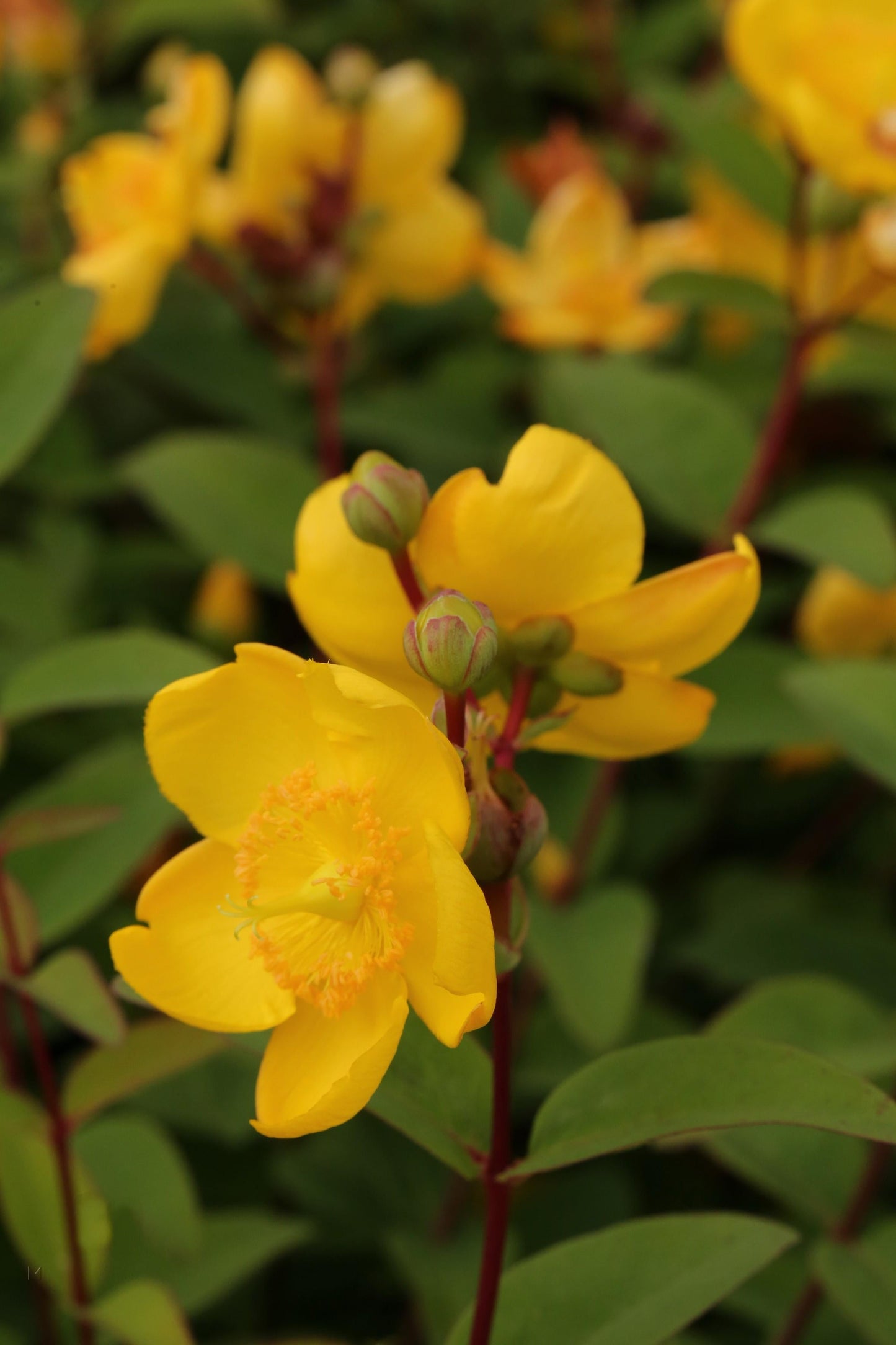 Hypericum Hidcote - View 7 from www redcrocus com