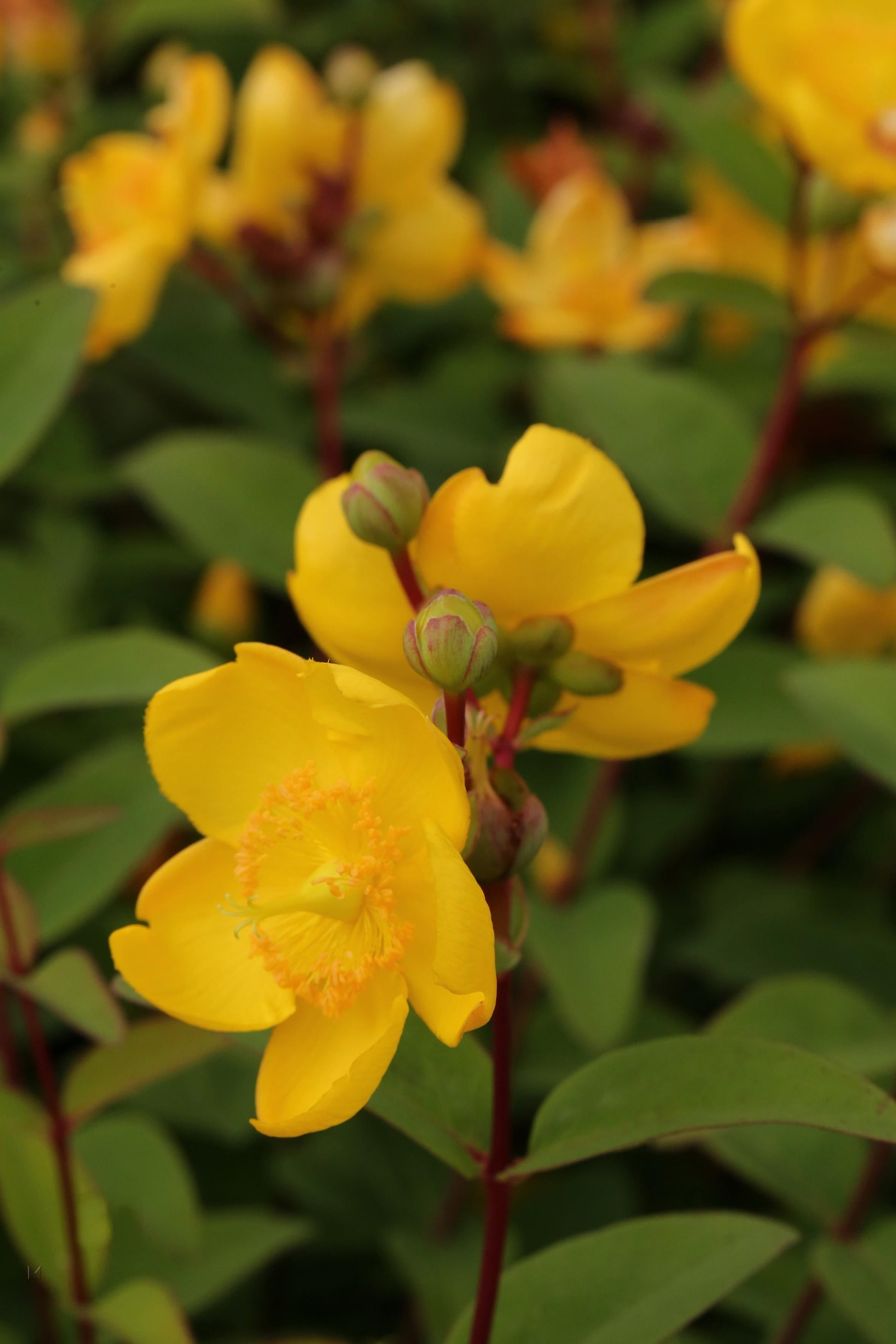 Hypericum Hidcote - View 7 from www redcrocus com