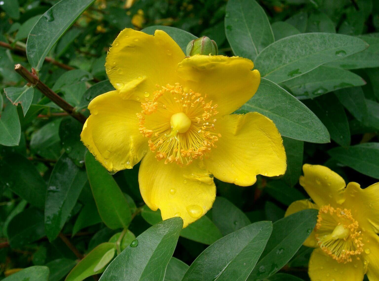 Hypericum Hidcote - View 9 from www redcrocus com