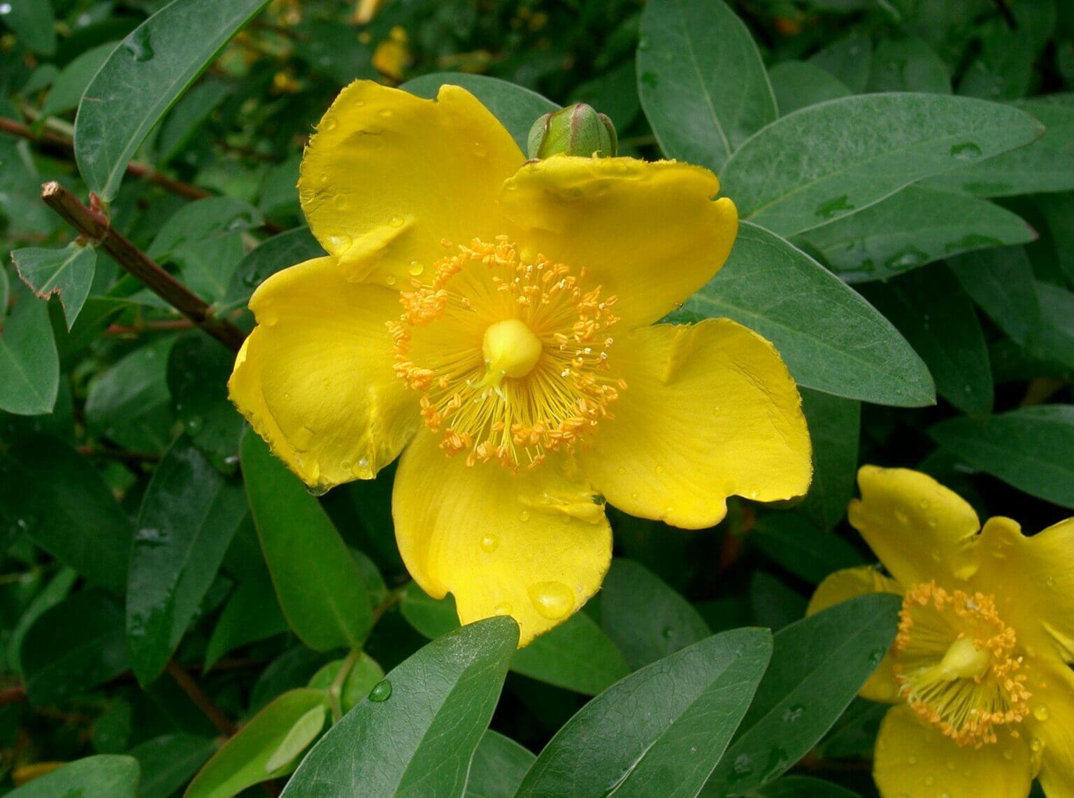 Hypericum Hidcote - View 9 from www redcrocus com