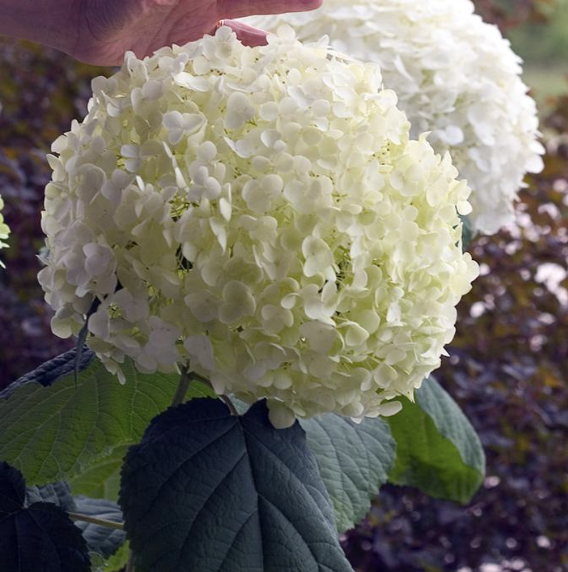 Hydrangea Arborescens Incrediball - View 12 from www redcrocus com