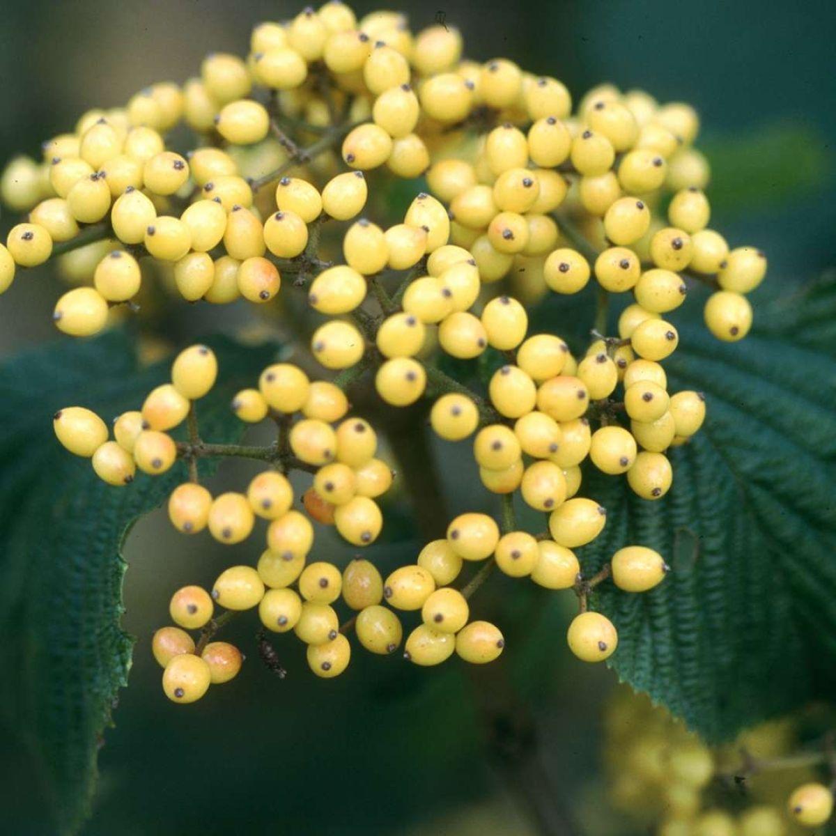 Viburnum Dilatatum Michael Dodge - View 11 from www redcrocus com