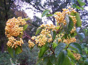 Viburnum Dilatatum Michael Dodge - View 12 from www redcrocus com