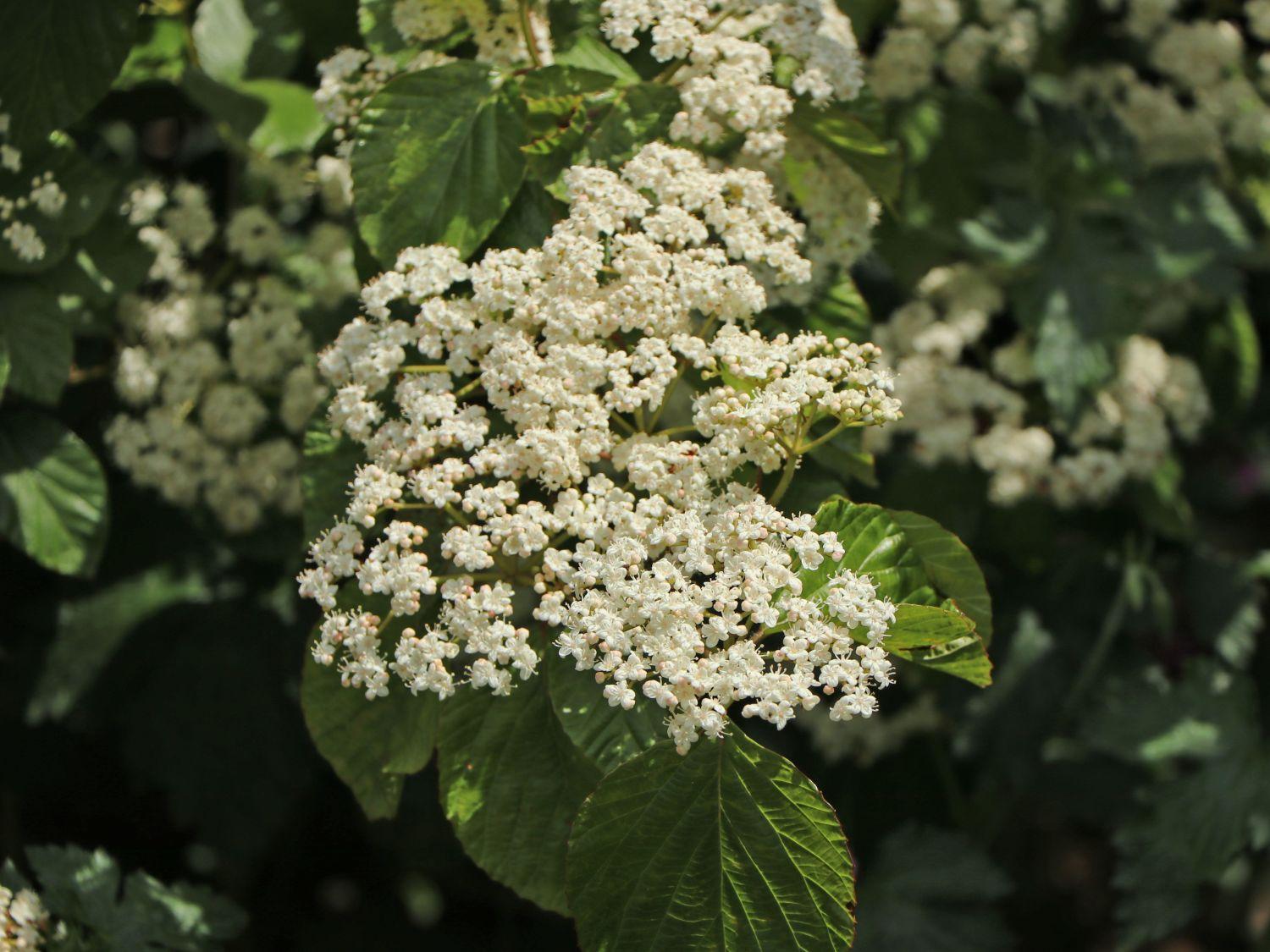 Viburnum Dilatatum Michael Dodge - View 13 from www redcrocus com