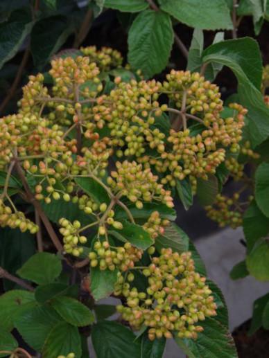 Viburnum Dilatatum Michael Dodge - View 15 from www redcrocus com
