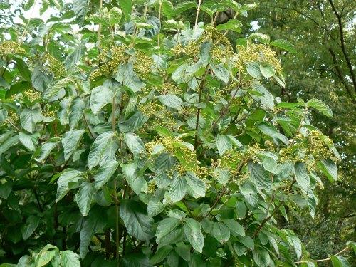 Viburnum Dilatatum Michael Dodge - View 16 from www redcrocus com