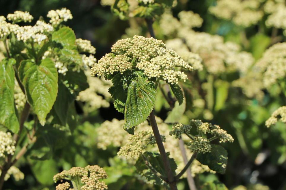 Viburnum Dilatatum Michael Dodge - View 17 from www redcrocus com