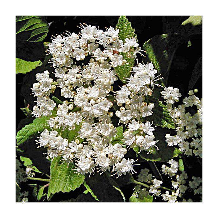 Viburnum Dilatatum Michael Dodge - View 18 from www redcrocus com