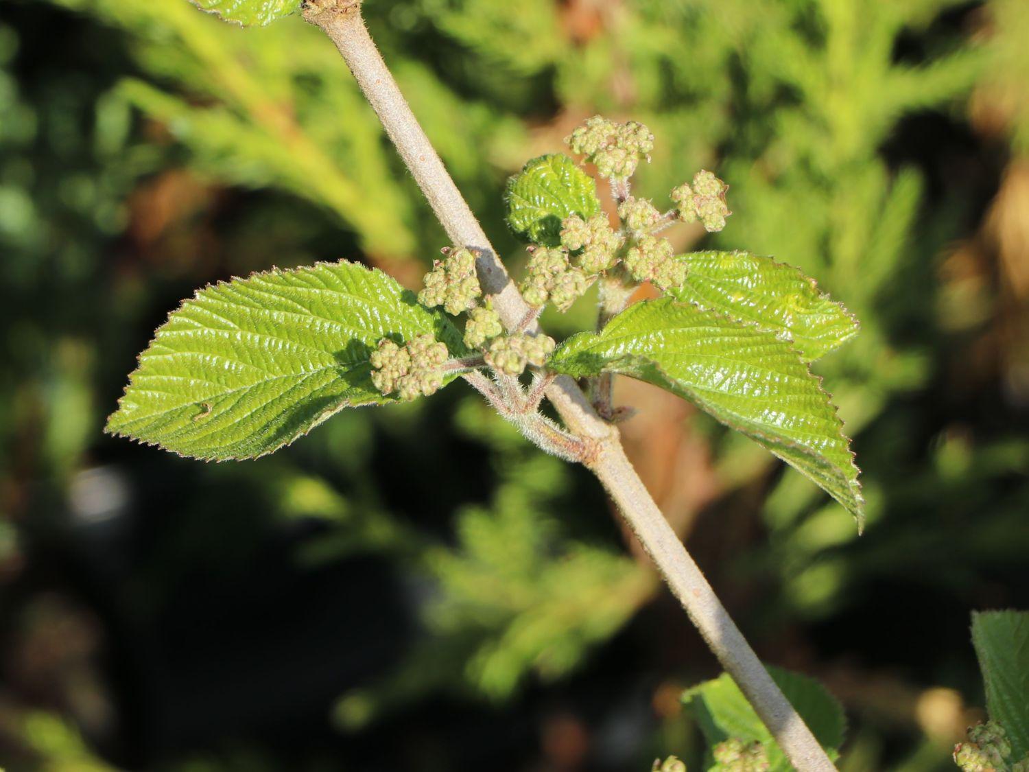 Viburnum Dilatatum Michael Dodge - View 19 from www redcrocus com
