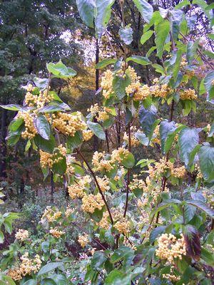 Viburnum Dilatatum Michael Dodge - View 1 from www redcrocus com
