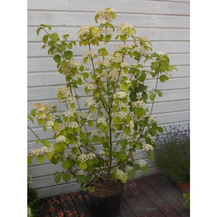 Viburnum Dilatatum Michael Dodge - View 20 from www redcrocus com