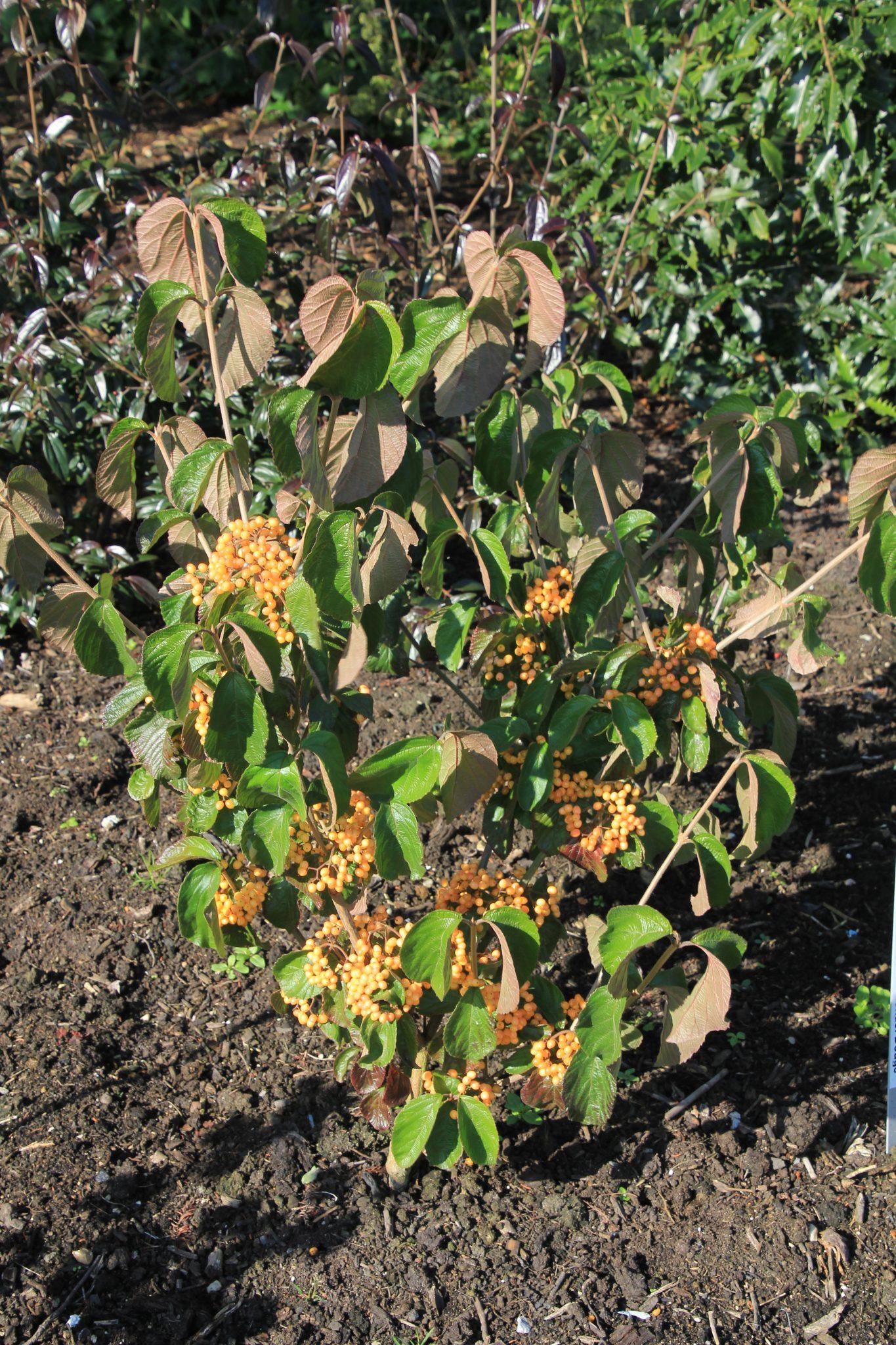 Viburnum Dilatatum Michael Dodge - View 2 from www redcrocus com