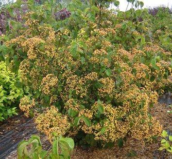 Viburnum Dilatatum Michael Dodge - View 4 from www redcrocus com