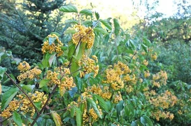 Viburnum Dilatatum Michael Dodge - View 5 from www redcrocus com