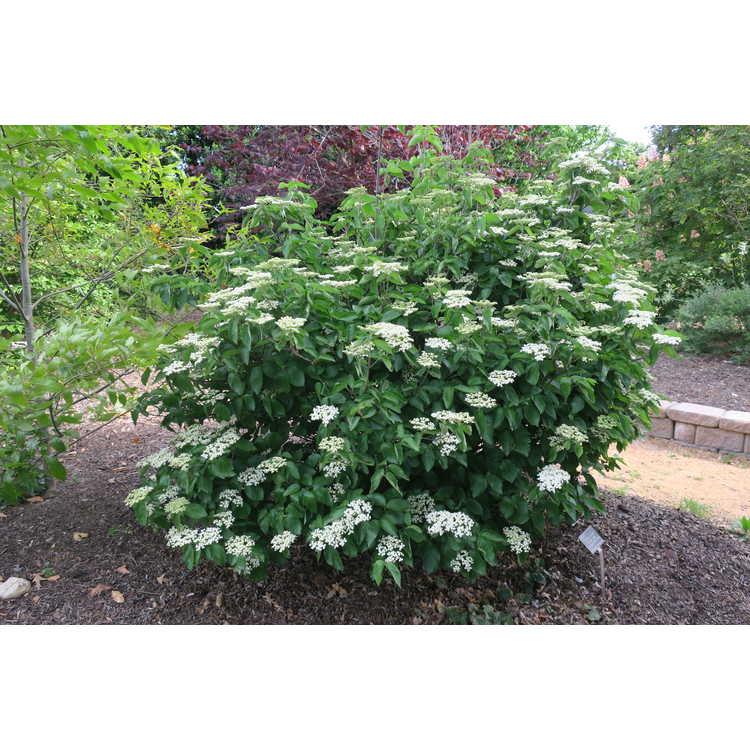 Viburnum Dilatatum Michael Dodge - View 6 from www redcrocus com