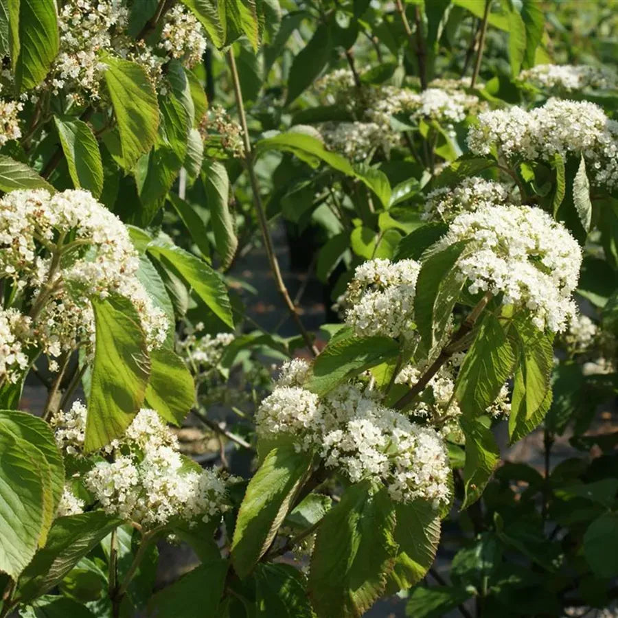 Viburnum Dilatatum Michael Dodge - View 7 from www redcrocus com