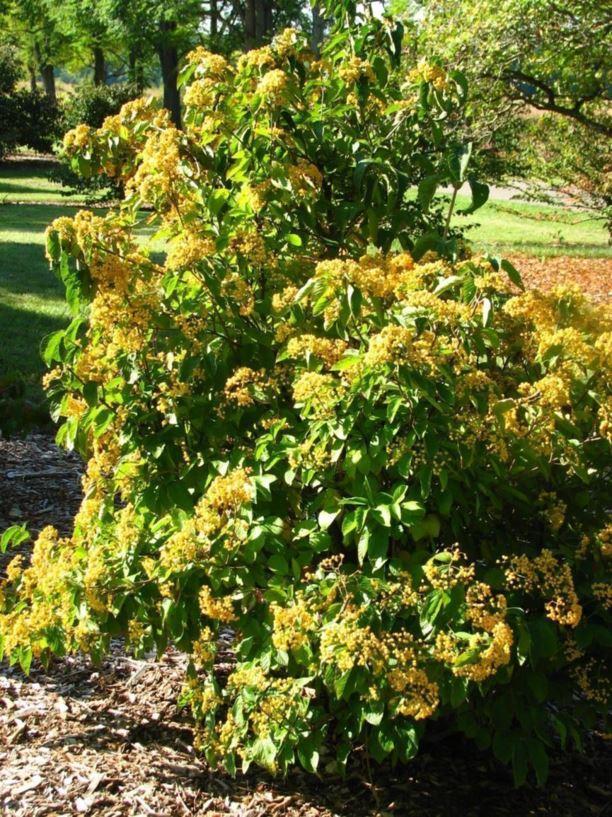 Viburnum Dilatatum Michael Dodge - View 8 from www redcrocus com