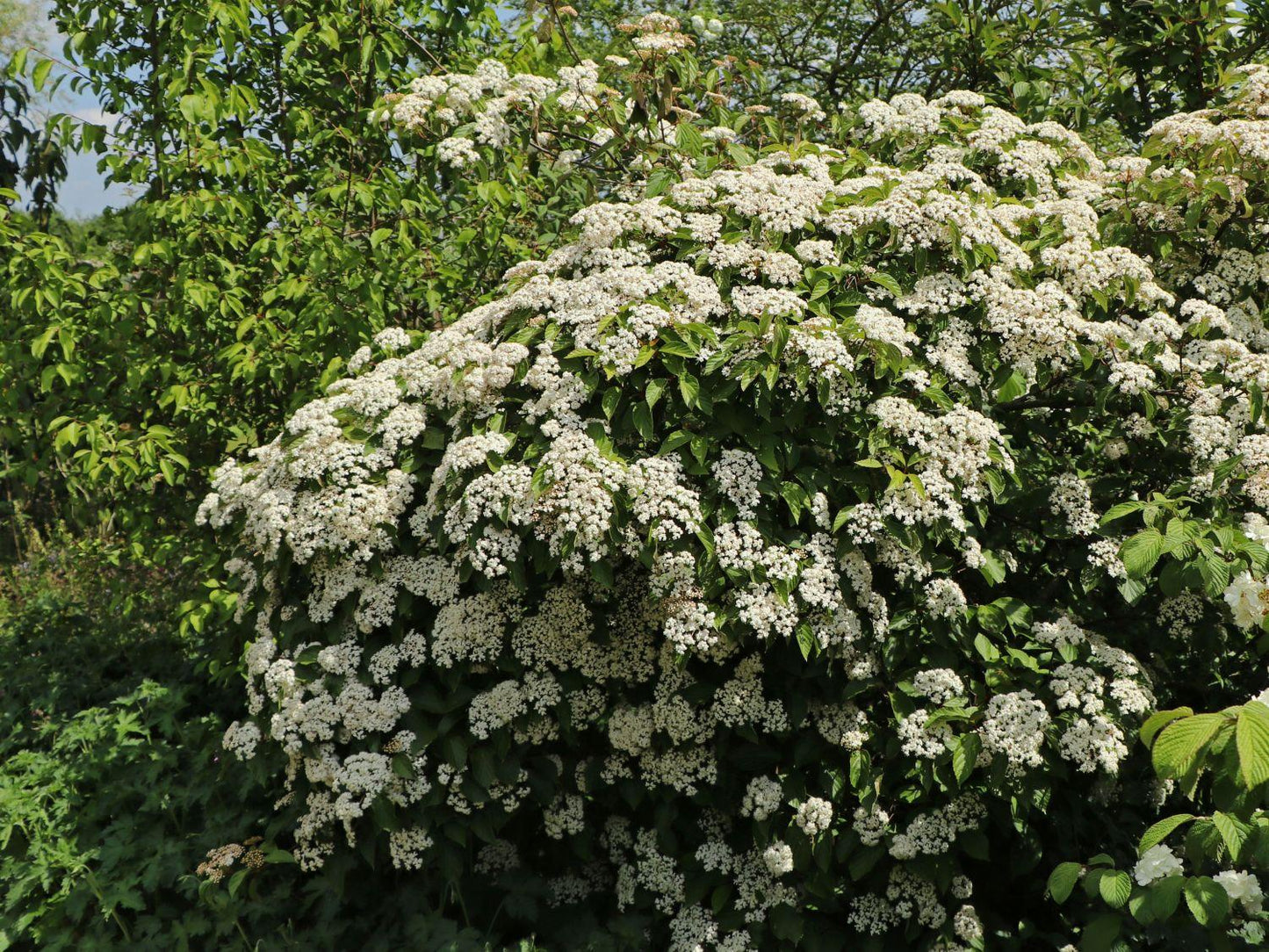 Viburnum Dilatatum Michael Dodge - View 9 from www redcrocus com