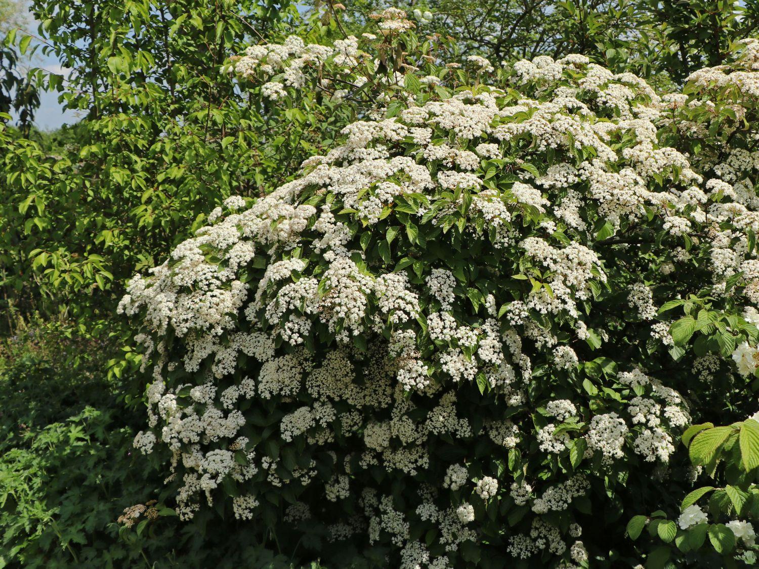 Viburnum Dilatatum Michael Dodge - View 9 from www redcrocus com