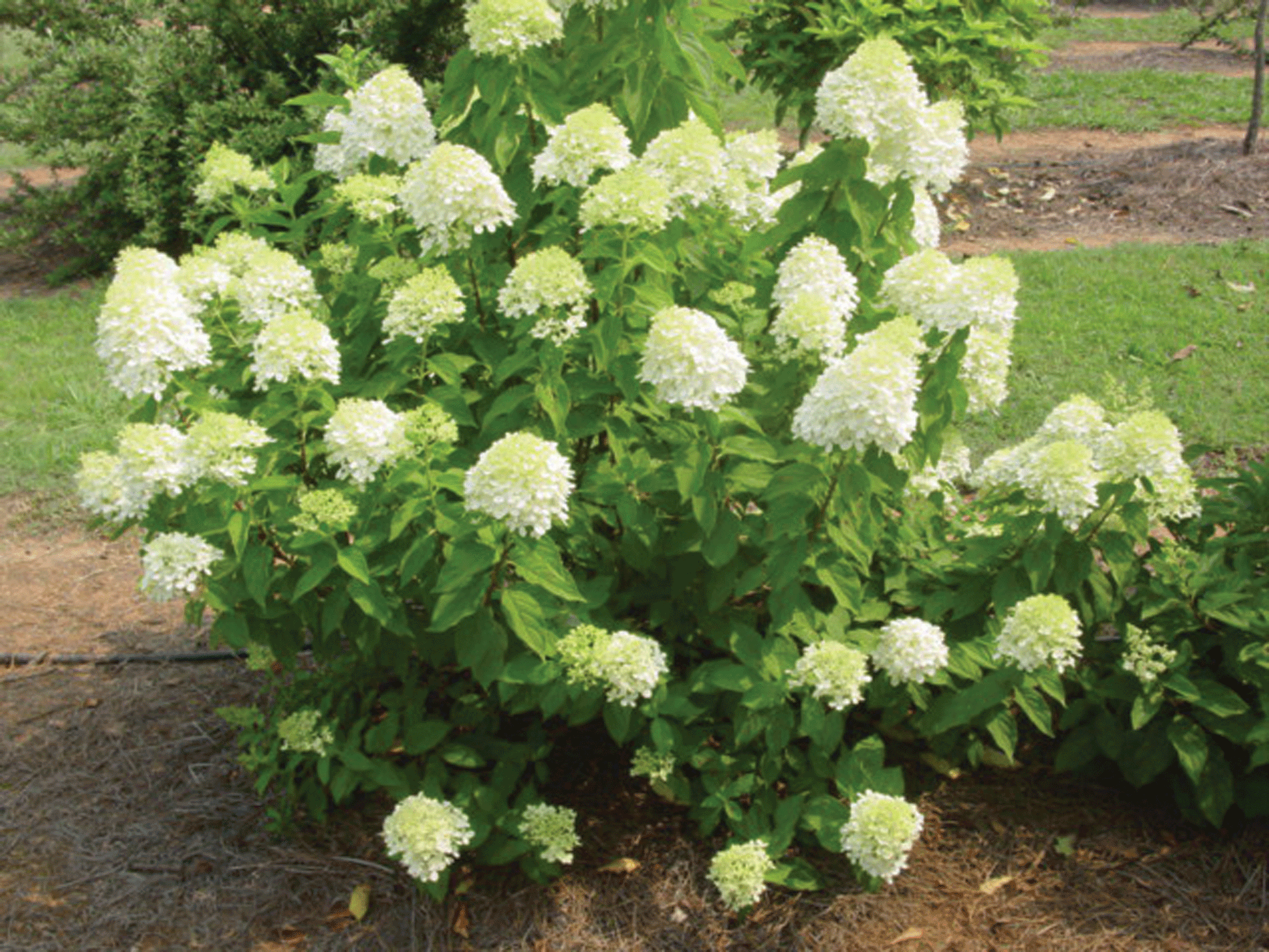 Hydrangea Paniculata Limelight - View 18 from www redcrocus com