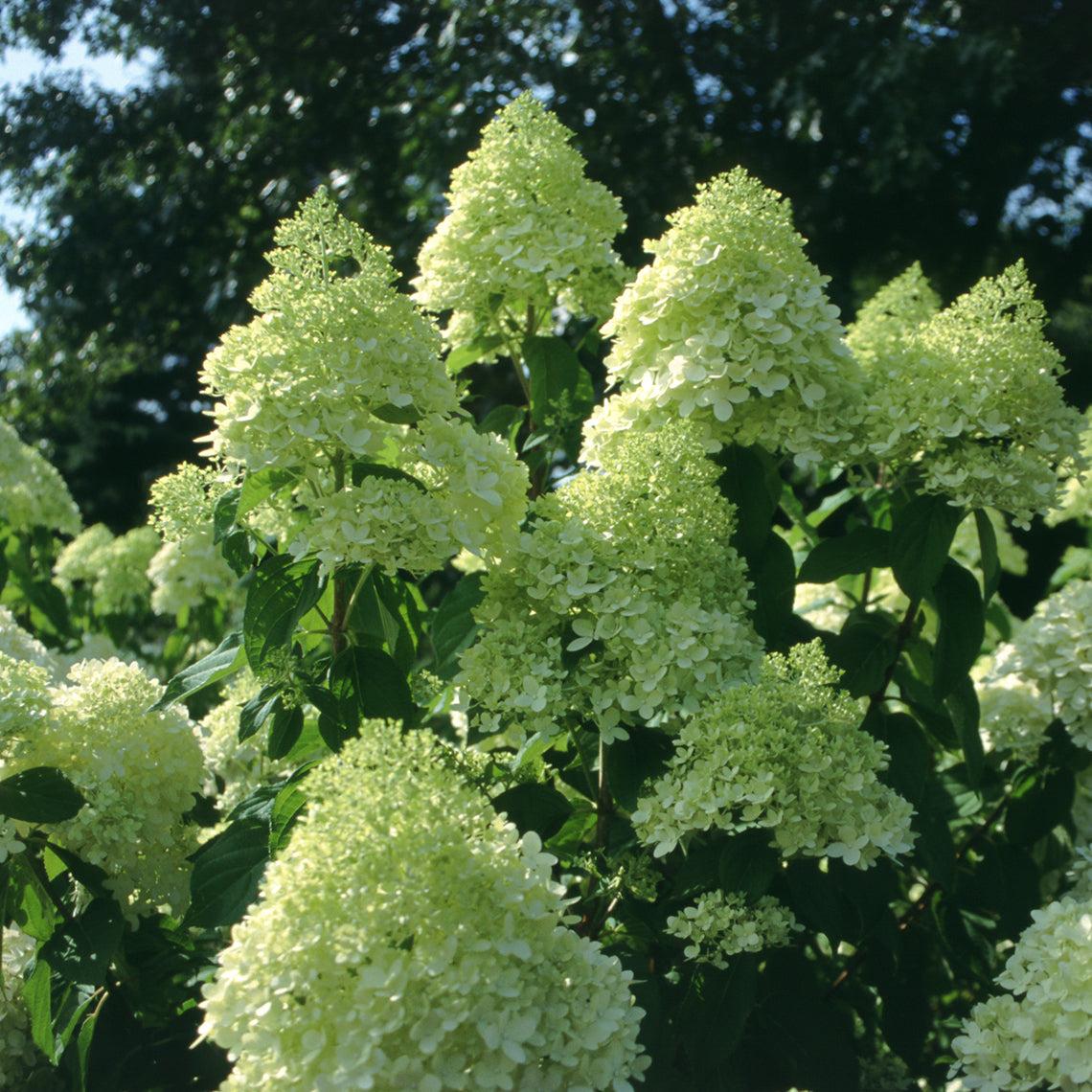 Hydrangea Paniculata Limelight - View 21 from www redcrocus com