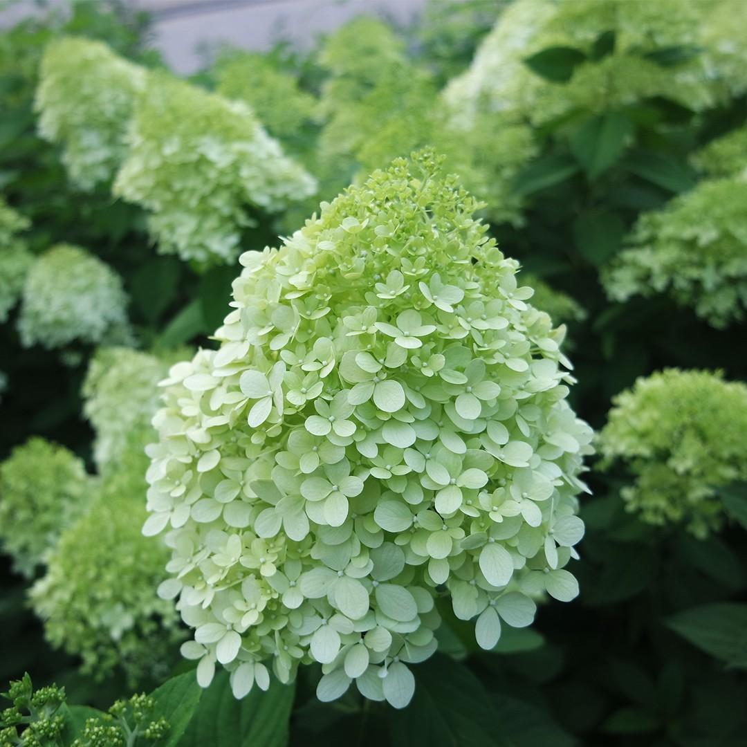 Hydrangea Paniculata Limelight - View 24 from www redcrocus com