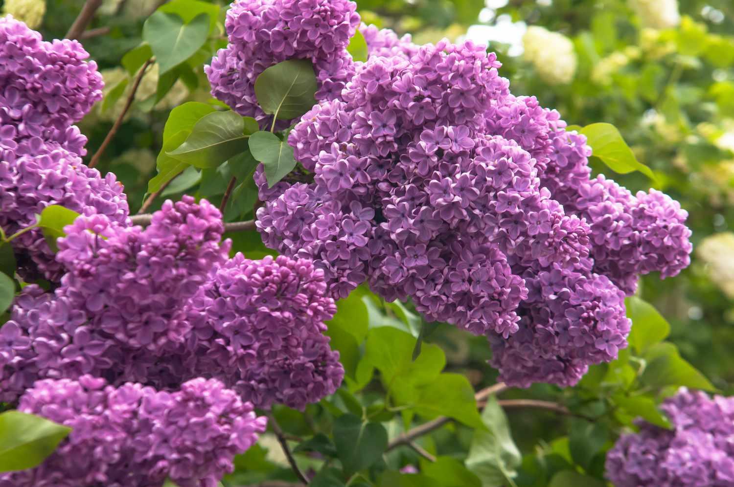 Syringa Vulgaris - View 17 from www redcrocus com