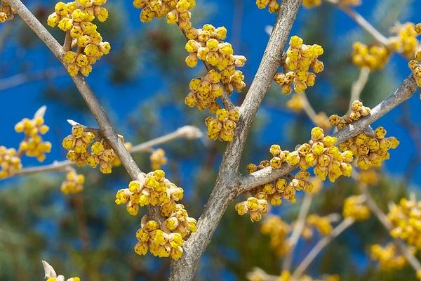 Hamamelis Vernalis - View 14 from www redcrocus com