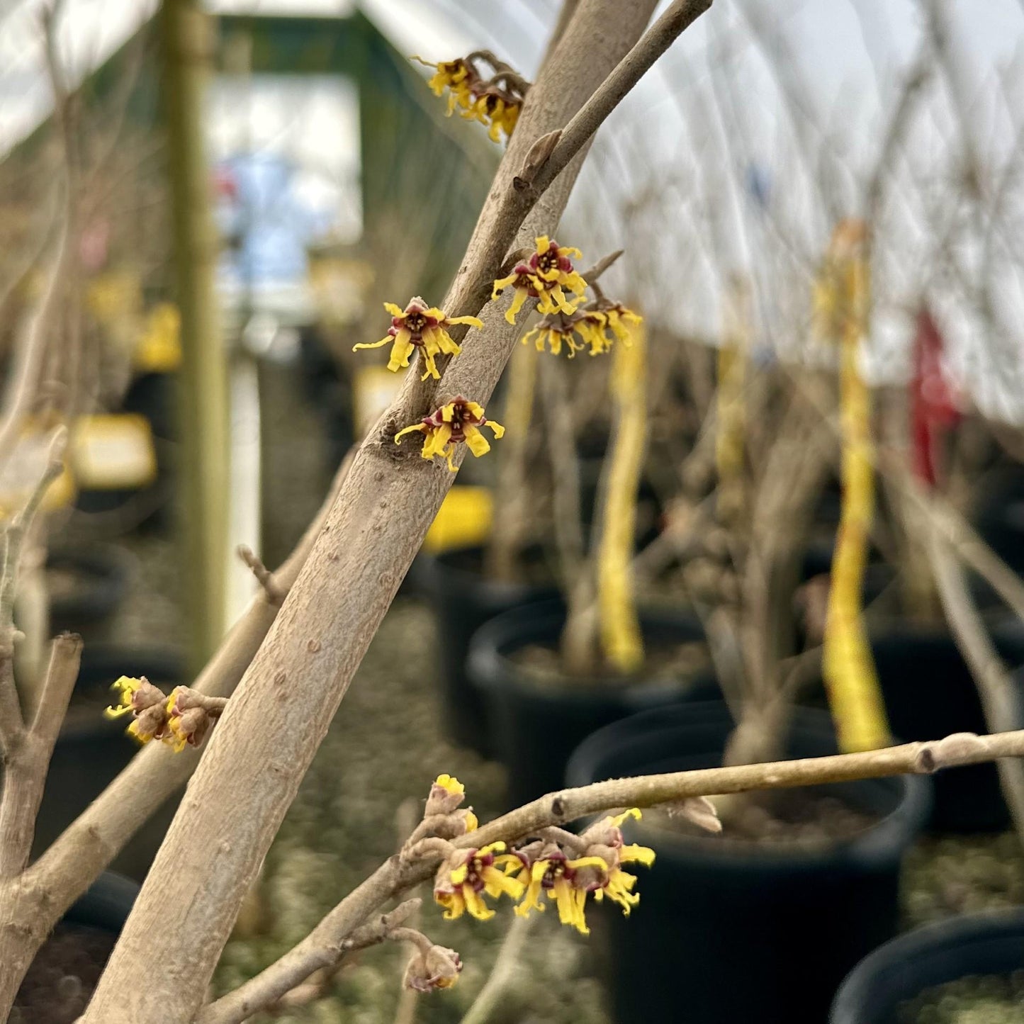Hamamelis Vernalis - View 19 from www redcrocus com