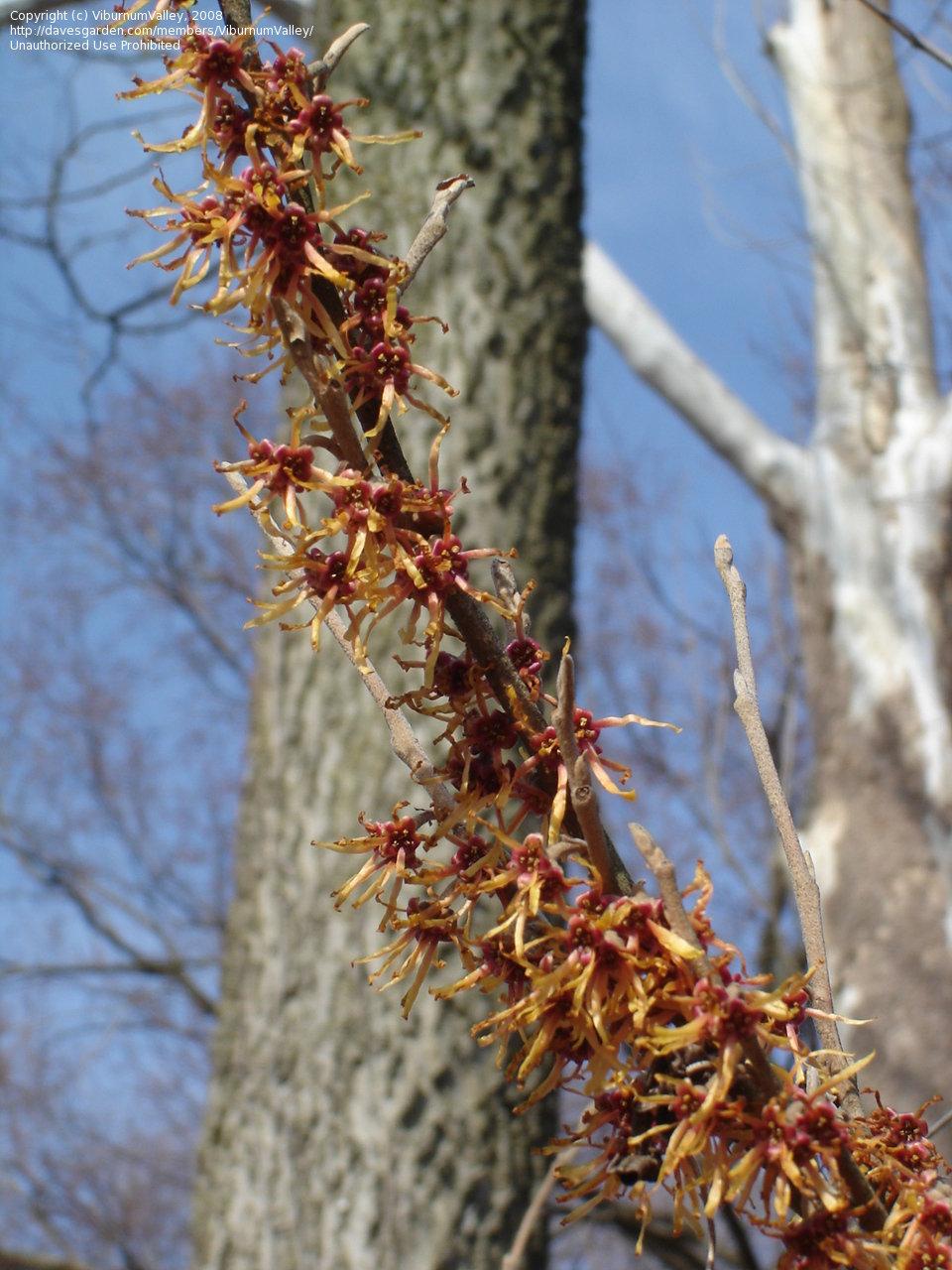 Hamamelis Vernalis - View 20 from www redcrocus com