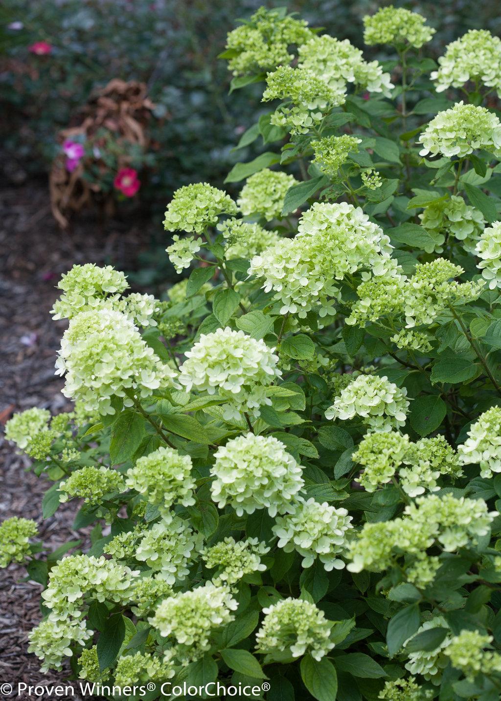Hydrangea Paniculata Little Lime - View 14 from www redcrocus com
