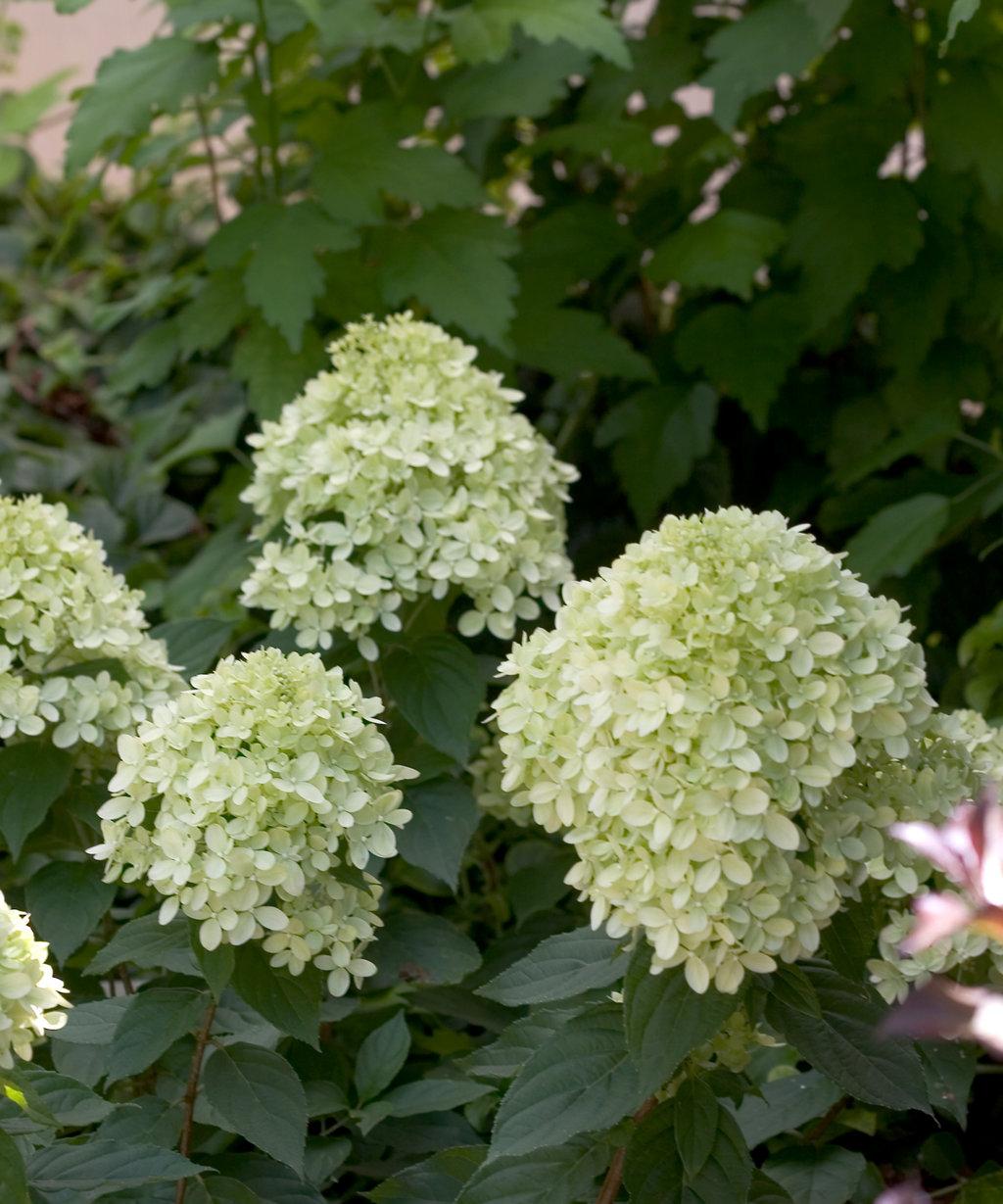 Hydrangea Paniculata Little Lime - View 15 from www redcrocus com