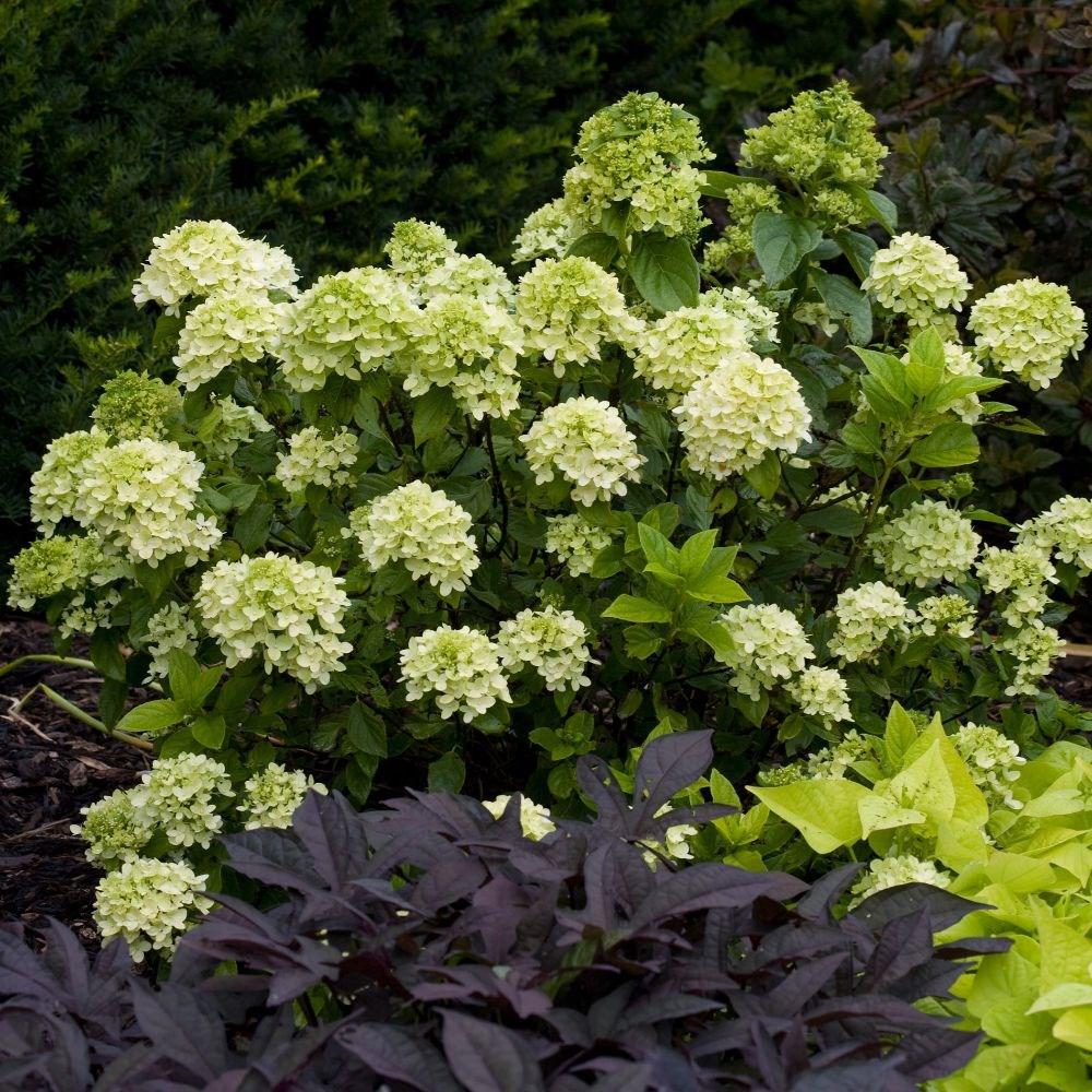 Hydrangea Paniculata Little Lime - View 20 from www redcrocus com