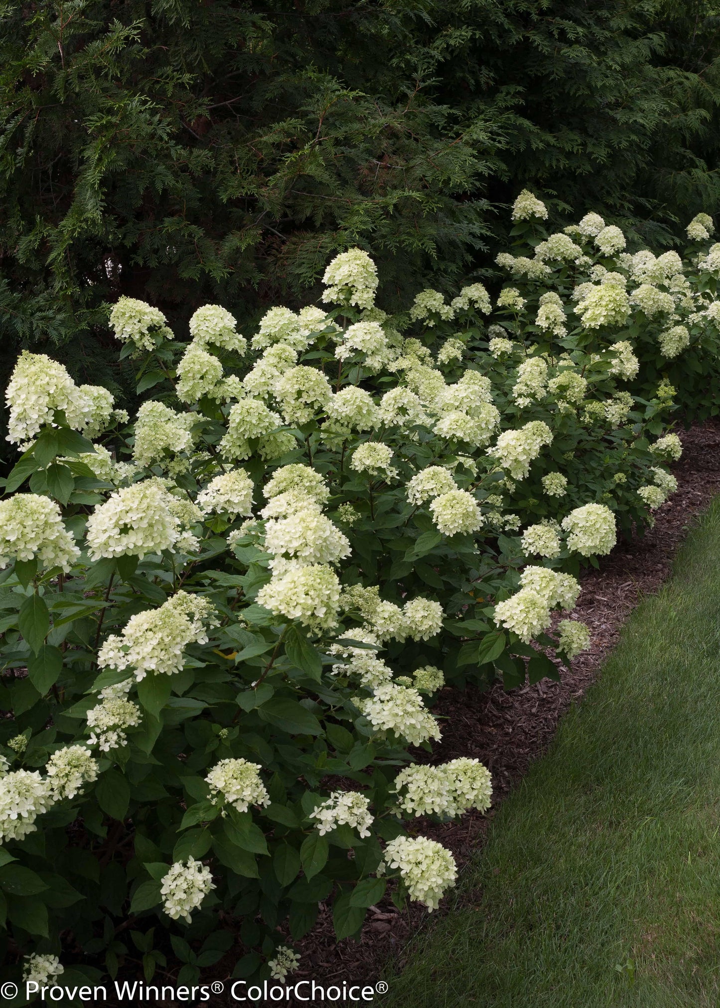Hydrangea Paniculata Little Lime - View 4 from www redcrocus com