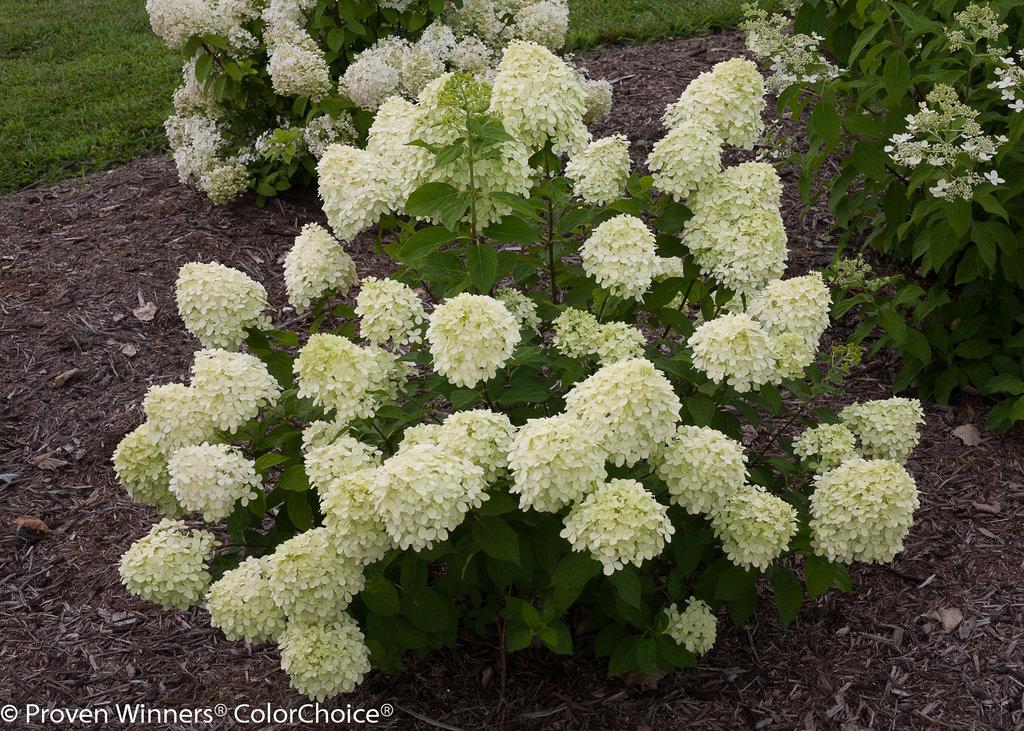 Hydrangea Paniculata Little Lime - View 5 from www redcrocus com