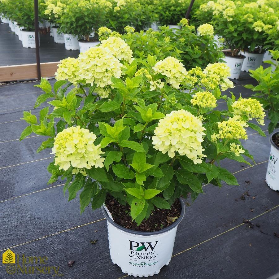 Hydrangea Paniculata Little Lime - View 7 from www redcrocus com