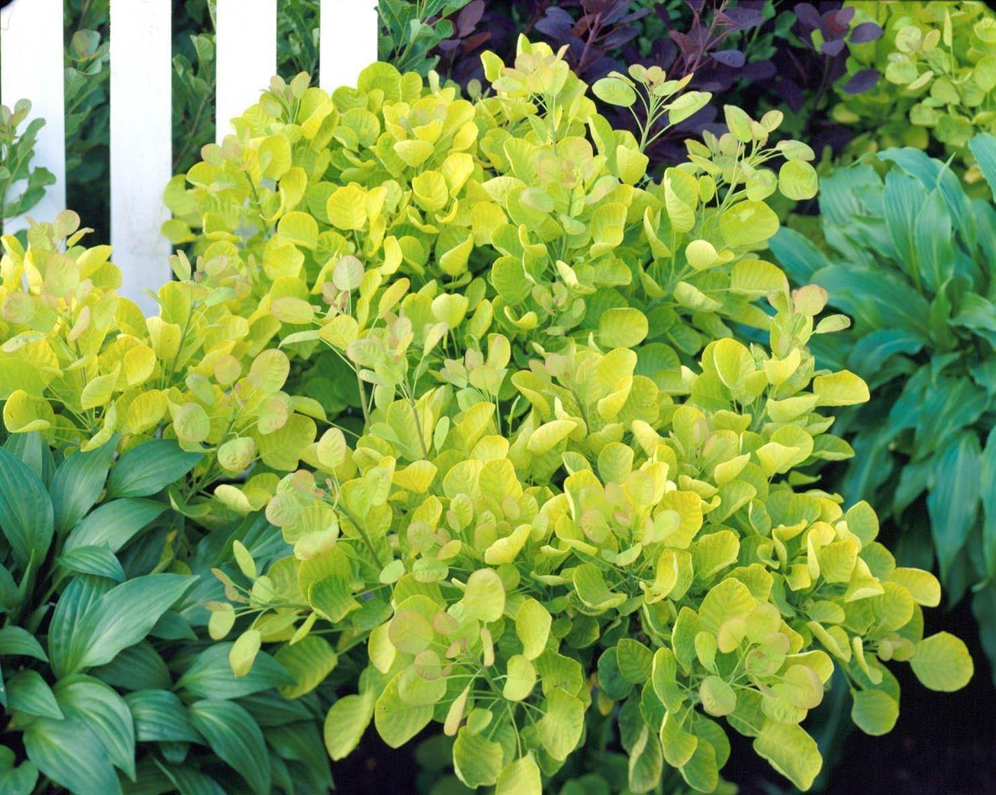 Cotinus Coggygria Golden Spirit - View 10 from www redcrocus com