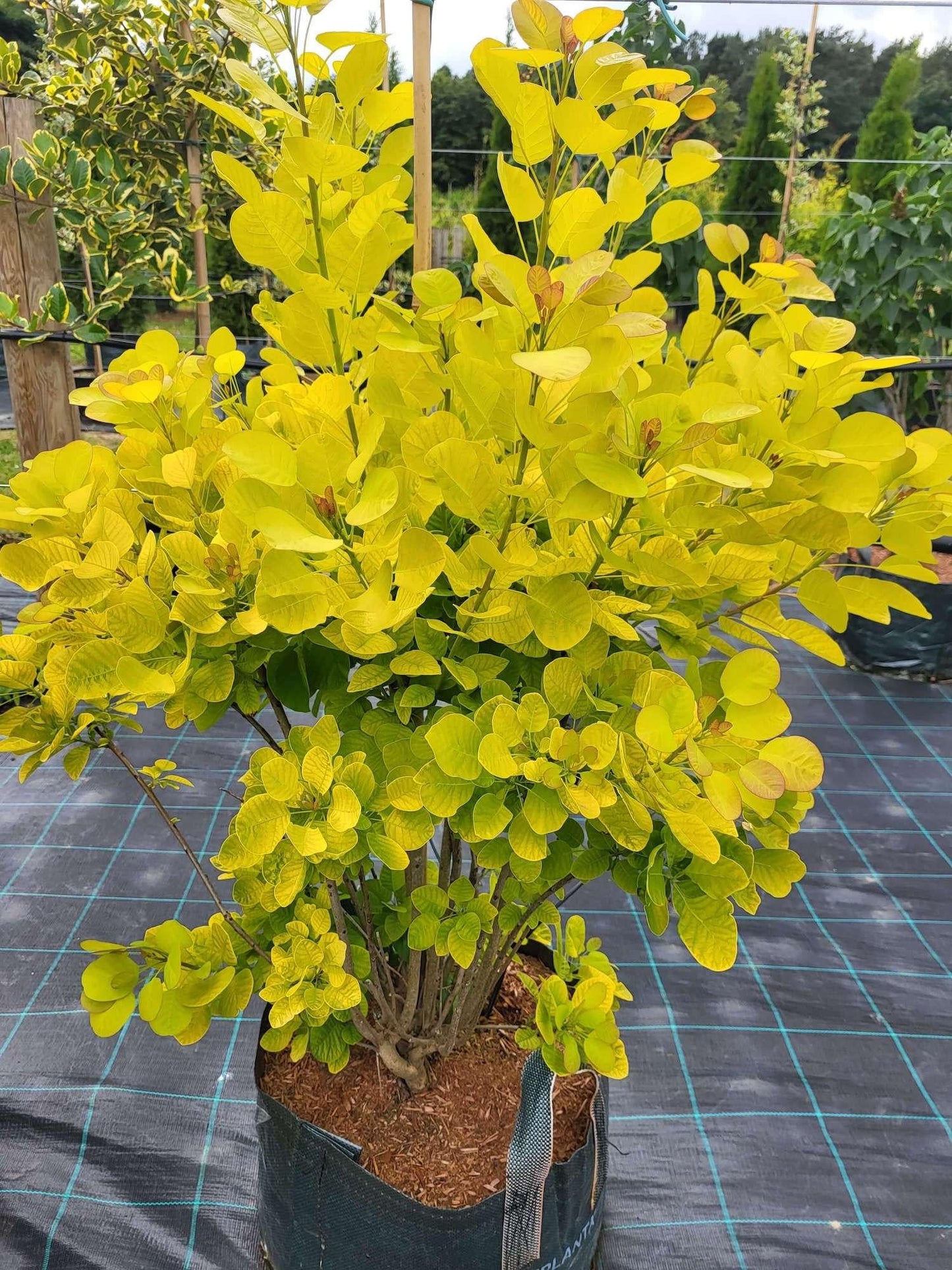 Cotinus Coggygria Golden Spirit - View 11 from www redcrocus com