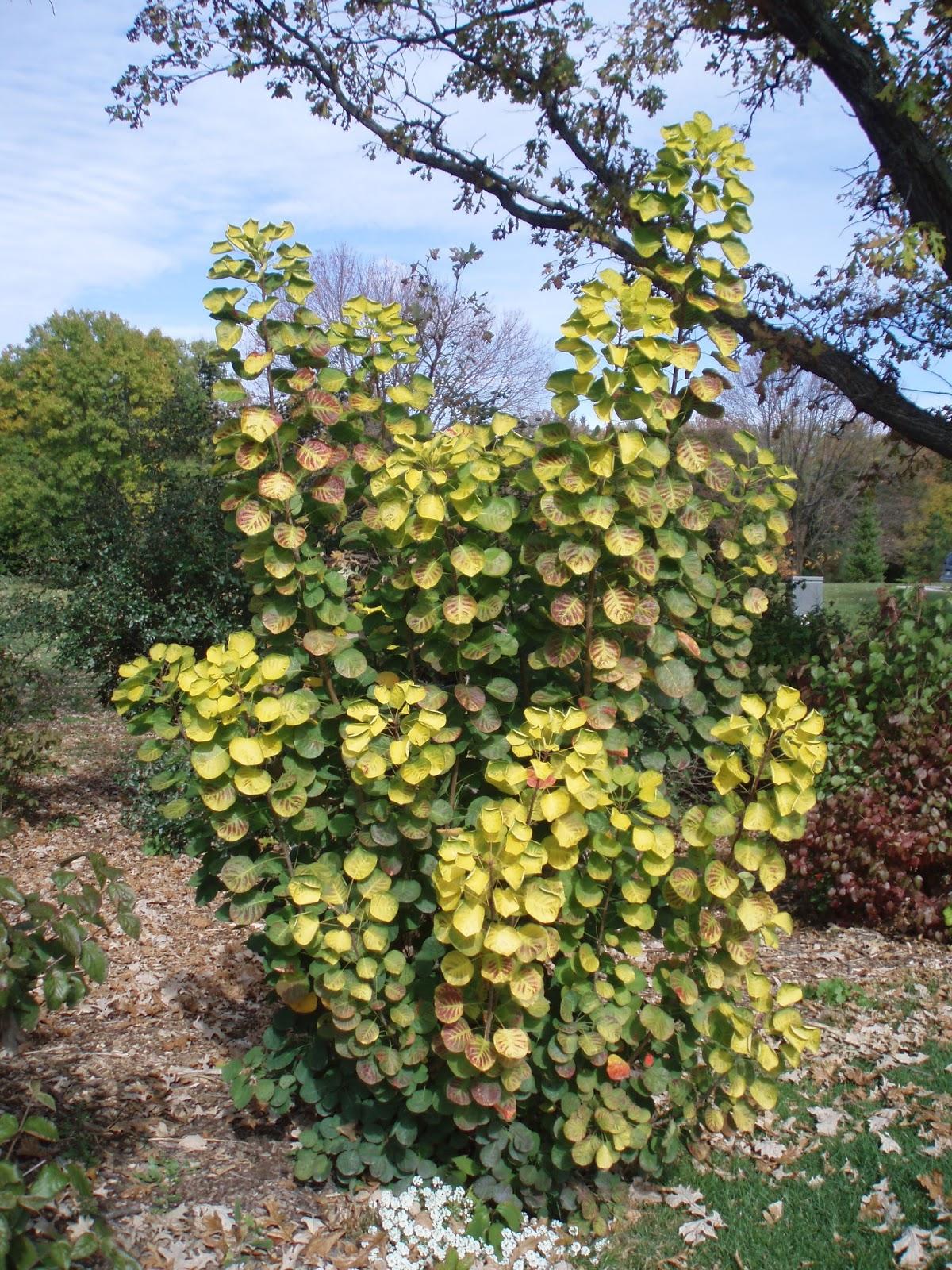 Cotinus Coggygria Golden Spirit - View 12 from www redcrocus com