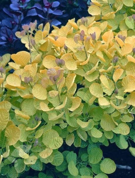 Cotinus Coggygria Golden Spirit - View 13 from www redcrocus com