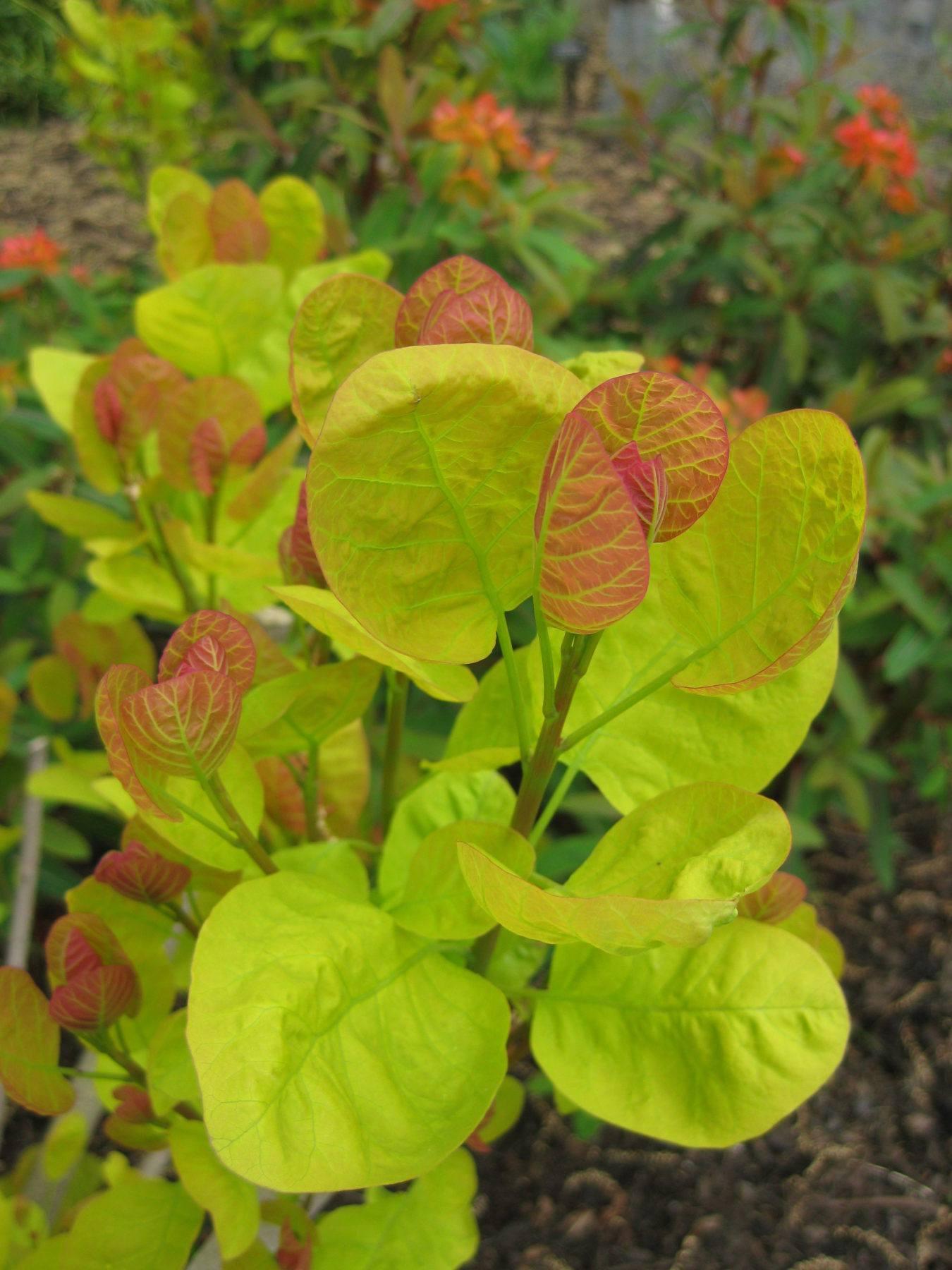 Cotinus Coggygria Golden Spirit - View 15 from www redcrocus com