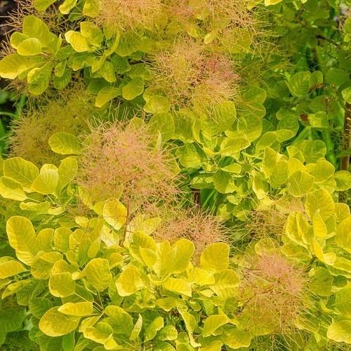 Cotinus Coggygria Golden Spirit - View 16 from www redcrocus com