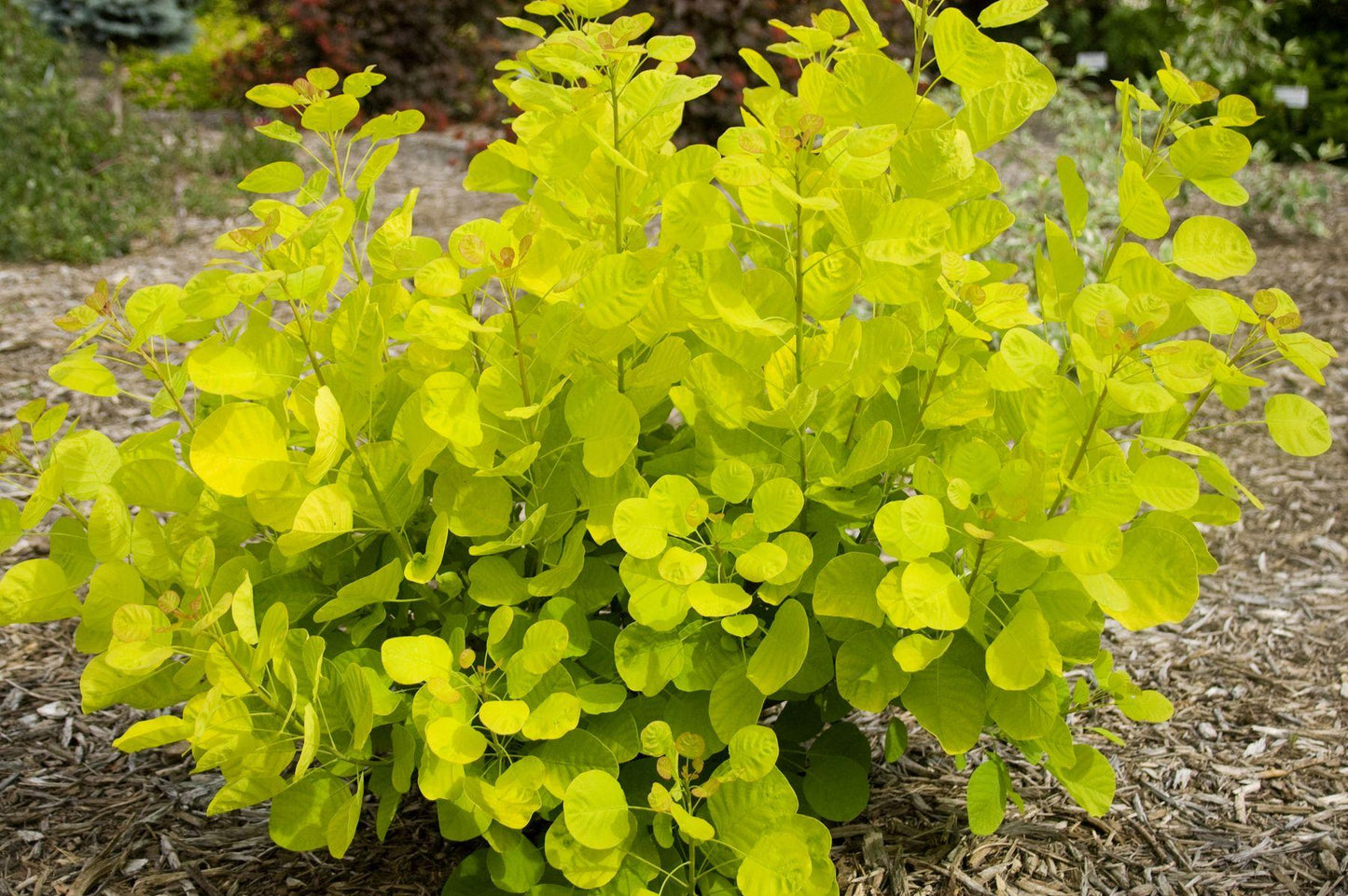 Cotinus Coggygria Golden Spirit - View 17 from www redcrocus com