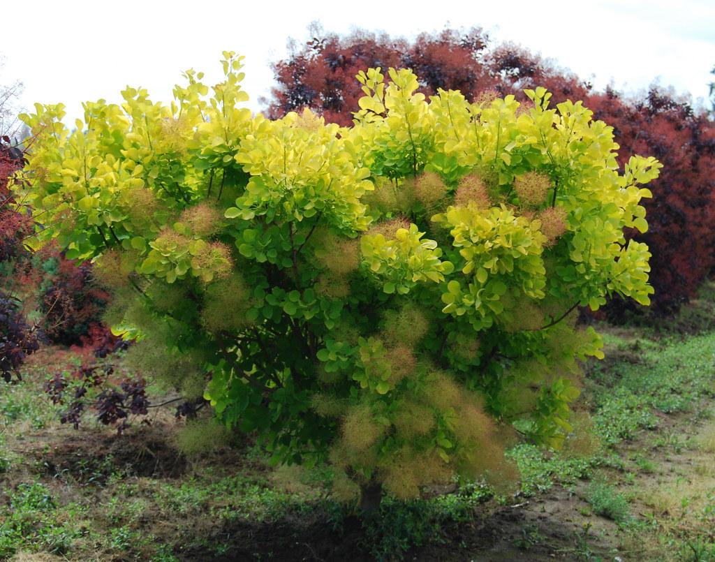 Cotinus Coggygria Golden Spirit - View 18 from www redcrocus com