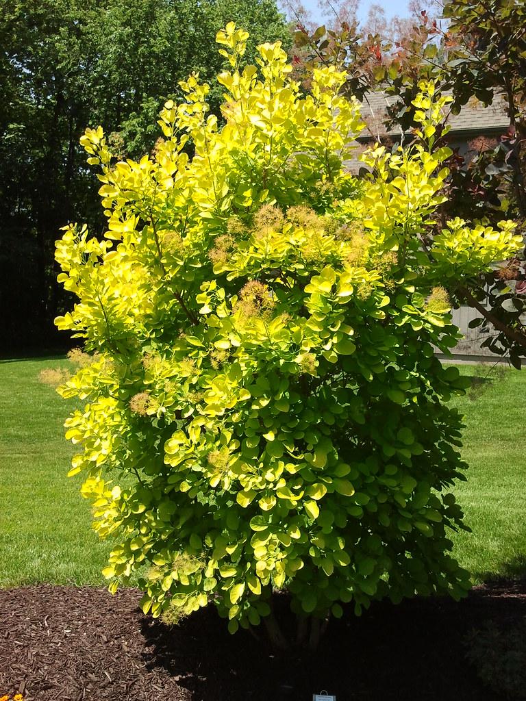 Cotinus Coggygria Golden Spirit - View 19 from www redcrocus com