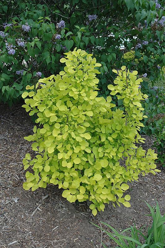 Cotinus Coggygria Golden Spirit - View 2 from www redcrocus com