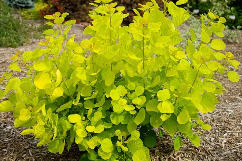 Cotinus Coggygria Golden Spirit - View 2 from www redcrocus com